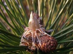 Pinus nigra