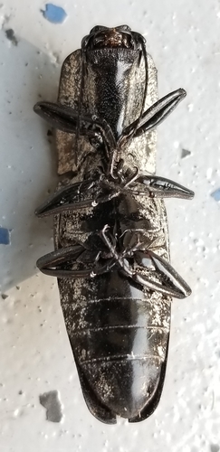 Eastern Eyed Click Beetle, photo 7 of 9