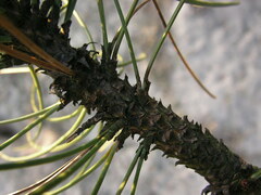Pinus nigra