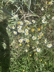 Matricaria chamomilla