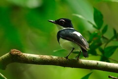 Platysteira castanea