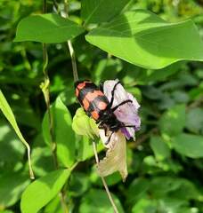 Hycleus biundulatus