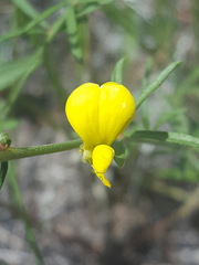 Acmispon wrightii