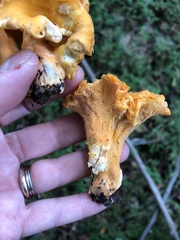 Cantharellus lateritius