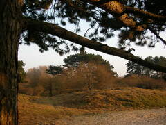 Pinus nigra