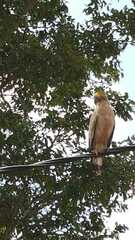 Spilornis cheela