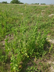 Oenothera curtiflora