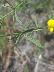 Acmispon wrightii