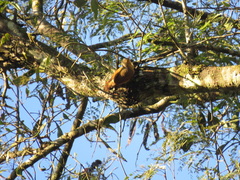 Sittasomus griseicapillus