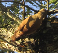 Sittasomus griseicapillus