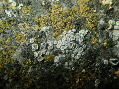 Myriolecis semipallida