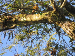 Sittasomus griseicapillus