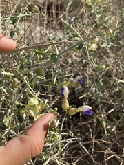 Scutellaria mexicana