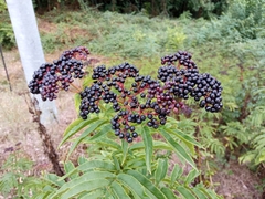 Sambucus ebulus