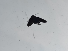 Sphingidae