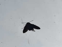 Sphingidae