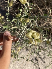 Scutellaria mexicana