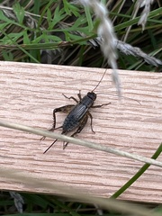 Eunemobius carolinus