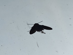Sphingidae