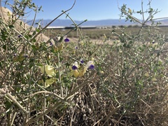 Scutellaria mexicana