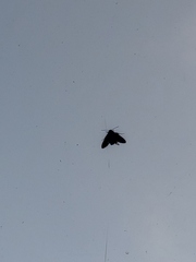 Sphingidae