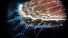 Flexopecten glaber ponticus