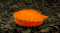 Flexopecten glaber ponticus