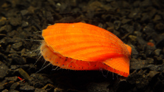 Flexopecten glaber ponticus