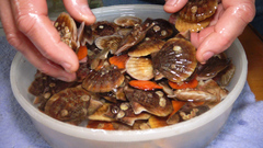 Flexopecten glaber ponticus