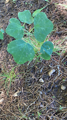 Passiflora lutea