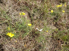 Oenothera serrulata