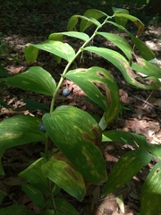 Polygonatum