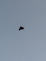 Sphingidae