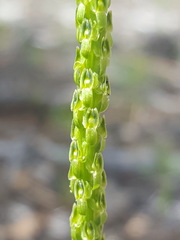 Malaxis macrostachya