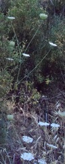 Daucus