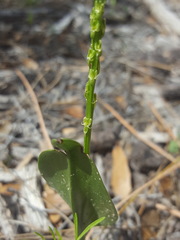 Malaxis macrostachya