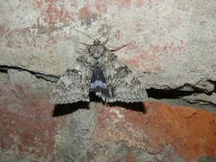 Catocala fraxini