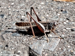 Platycleis albopunctata