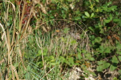 Bromus diandrus
