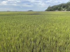 Sporobolus alterniflorus