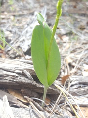 Malaxis macrostachya