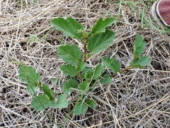 Cienfuegosia drummondii