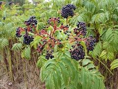 Sambucus ebulus