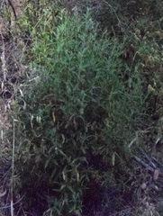 Cistus monspeliensis