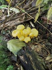 Leotia lubrica
