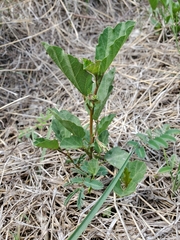Cienfuegosia drummondii
