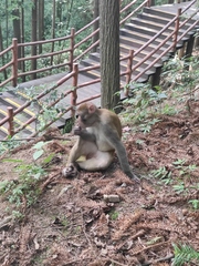 Macaca mulatta