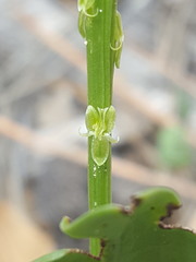 Malaxis macrostachya