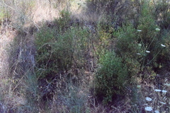 Cistus monspeliensis