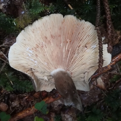 Lactarius picinus